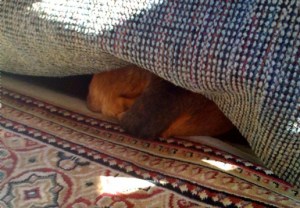 What my dachshund thinks of my playing. 